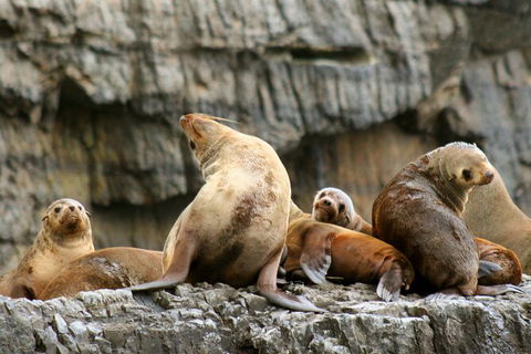 Day Trip To Tasman Peninsula And Port Arthur Historic Site From Hobart - Hobart Tourism 14