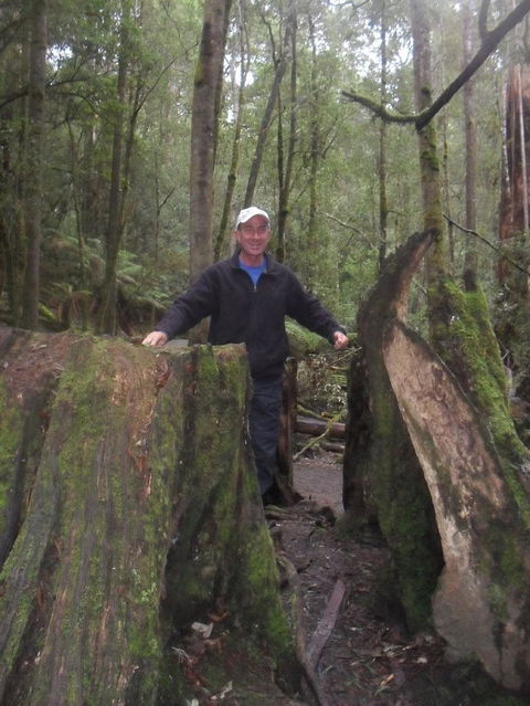 Mt Field National Park And Russell Falls From Hobart - Hobart Tourism 8
