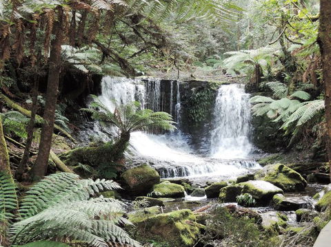 Mt Field National Park And Russell Falls From Hobart - Hobart Tourism 2
