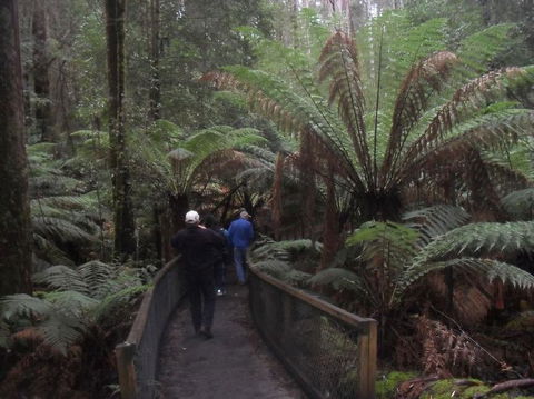 Mt Field National Park And Russell Falls From Hobart - Hobart Tourism 5