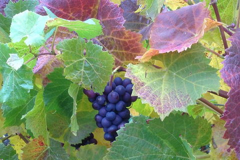Wine At The Weekend Tour From Hobart - Hobart Tourism 0