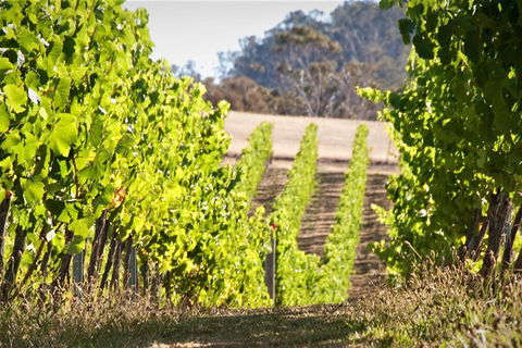 Richmond And Wine Tour Departing Hobart - Tourism TAS 1