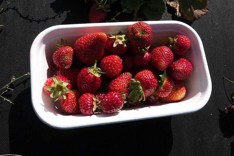 Agrarian Kitchen Eatery And Derwent Valley Gourmet Food Tour - Hobart Tourism 8