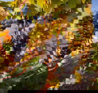 Half Day Tamar Valley Wine Tour - Hobart Tourism