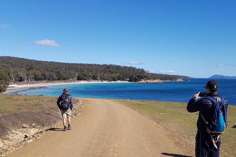 Maria Island National Park - Day Walk And Picnic Lunch - Hobart Tourism 14
