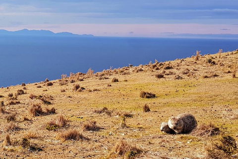 Maria Island National Park - Day Walk And Picnic Lunch - Hobart Tourism 5
