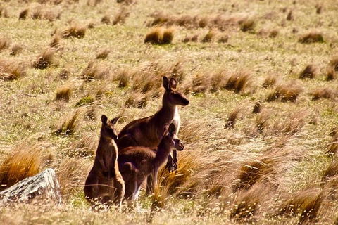 Maria Island National Park - Day Walk And Picnic Lunch - Hobart Tourism 9