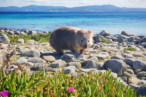 Maria Island National Park - Day Walk And Picnic Lunch - Hobart Tourism 7