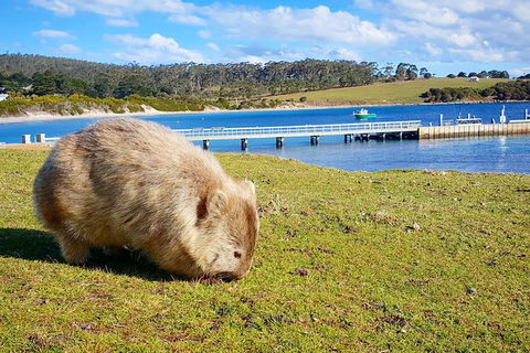 Maria Island National Park - Day Walk And Picnic Lunch - Hobart Tourism 21