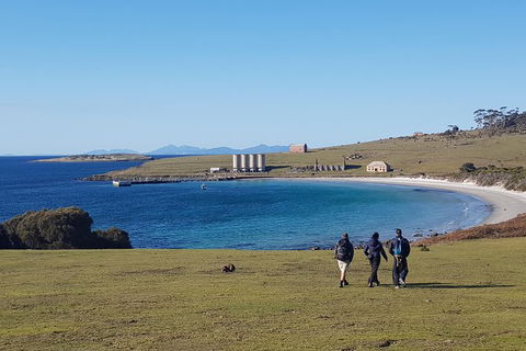 Maria Island National Park - Day Walk And Picnic Lunch - Hobart Tourism 12
