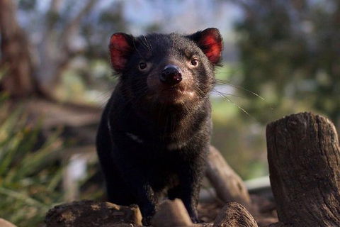 Mt. Field National Park And Bonorong Wildlife Park - Hobart Tourism 0