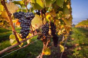 Tastes and Wines