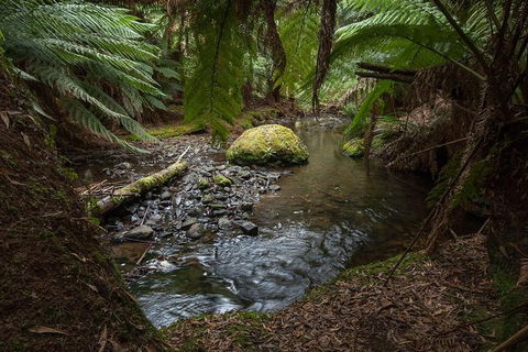 Mt Field National Park Premium Private Photo-oriented Day Tour From Hobart - Tourism TAS 1