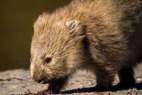 8-Day Tasman Wildlife And Wilderness Encounter Including Accommodation - Hobart Tourism 1