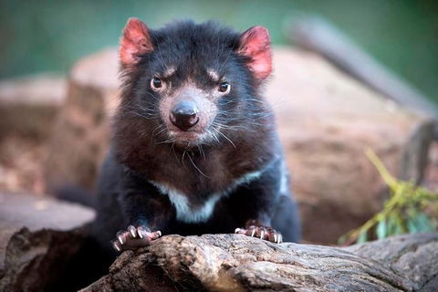 Small Group Tasmanias Wilderness And Wildlife Day Tour - Tourism TAS 1