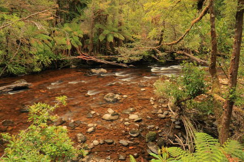 Lake St. Clair And Western Wilderness Active Day Trip From Hobart - Hobart Tourism 15