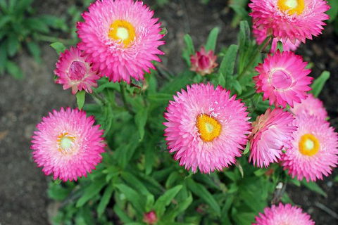 Small-group Tour From Hobart: Native Flora And Fauna, Incl. Royal Bot. Gardens - Hobart Tourism 3
