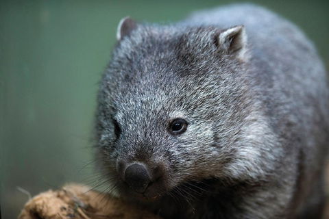 Small-group Tour From Hobart: Native Flora And Fauna, Incl. Royal Bot. Gardens - Hobart Tourism 4