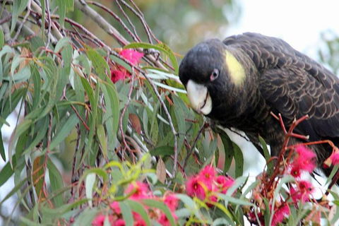 Small-group Tour From Hobart: Native Flora And Fauna, Incl. Royal Bot. Gardens - Hobart Tourism 8