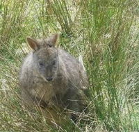 Leven Canyon Day Trip Including Wings Wildlife Park or Gunns Plains Caves from Devonport Ulverstone or Burnie - Tourism TAS