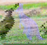 Bonorong Wildlife Park Richmond Village Hobart Highlights - Hobart Tourism