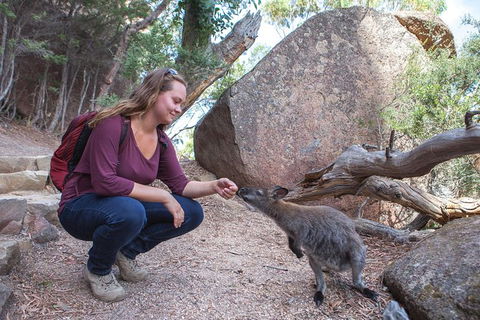 Active Day Tour One-Way From Hobart To Launceston With Wineglass Bay - Tourism TAS 9