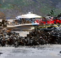 3-Hour Bruny Island Cruise from Adventure Bay - Hobart Tourism