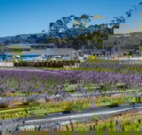 Private Tasman Peninsula Cruise Ship Tour from Port Arthur - Tourism TAS