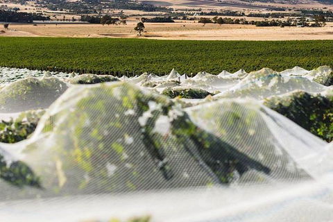 A Sommelier Guided Tour: Thursday Afternoon Wine Gin Cheese & Cocktails - Tourism TAS 5