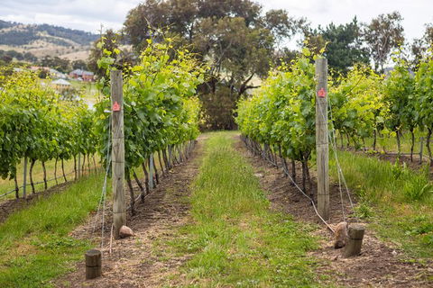 A Sommelier Guided Tour: Thursday Afternoon Wine Gin Cheese & Cocktails - Tourism TAS 3