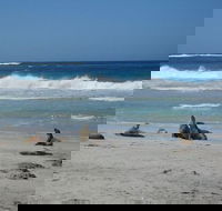 Kangaroo Island in a Day Tour from Adelaide - Tourism TAS