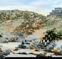 Small-Group Kangaroo Island 4WD Tour from Adelaide - Tourism TAS