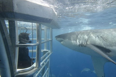 White Shark Tour With Optional Cage Dive From Port Lincoln - Tourism TAS 2