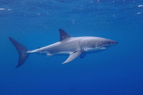 White Shark Tour With Optional Cage Dive From Port Lincoln - Tourism TAS 5