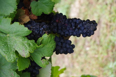 Barossa Valley Wineries Tour With Tastings And Lunch From Adelaide - Tourism TAS 5