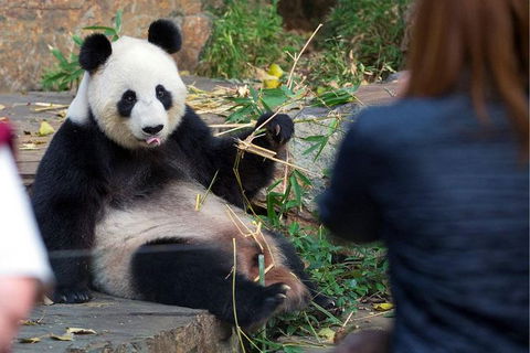 Adelaide Zoo Behind The Scenes Experience: Panda And Friends Tour - Tourism TAS 1