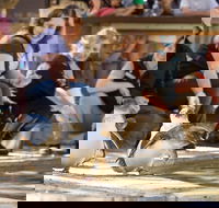 Adelaide Zoo Behind the Scenes Experience Penguins in Person - Tourism TAS