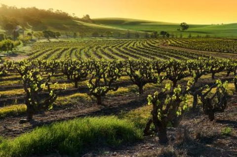 Adelaide Super Saver: Adelaide City Sightseeing Tour Plus Barossa Valley And Hahndorf Tour - Tourism TAS 1