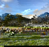 Alpaca Farm 2 hour Tour - Tourism TAS