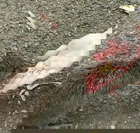 Food Tours Australia Cleland Wildlife Tour - Tourism TAS