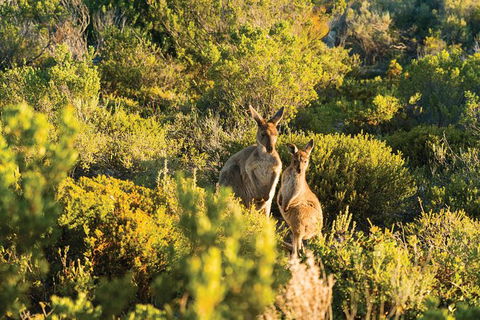 Coffin Bay Day Tour - A Taste Of Coffin Bay - Hobart Tourism 11