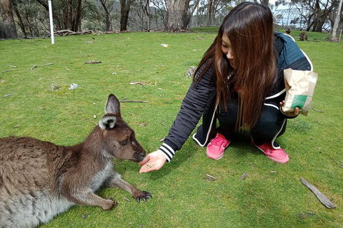 Adelaide Essentials Tour - Tourism TAS 0