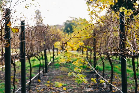 Australian Wine Discovery Tour Ticket - Tourism TAS 4