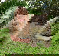Croc Express to Australia Zoo from Brisbane - Tourism TAS