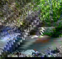 Springbrook andTamborine Rainforest Tour Incl Natural Bridge and Glow Worm Cave - Tourism TAS