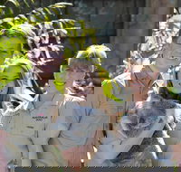 Koala Cuddle Adventure Croc 2 - Tourism TAS