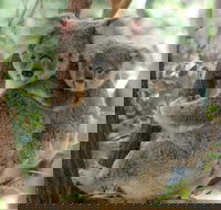 Lone Pine Koala Sanctuary Day Pass - Tourism TAS