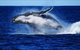 Whale Watching Cruise From Redcliffe, Brisbane Or The Sunshine Coast - thumb 0