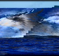 Whale Watching Cruise from Redcliffe Brisbane or the Sunshine Coast - Tourism TAS