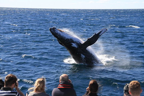 Whale Watching Cruise From Redcliffe, Brisbane Or The Sunshine Coast - Tourism TAS 11